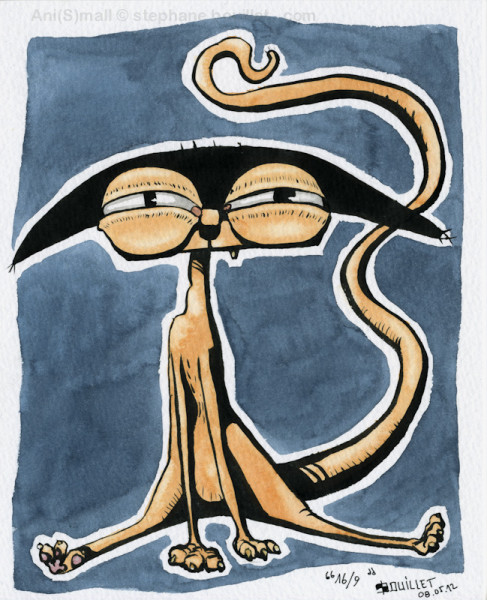 16/9 cat