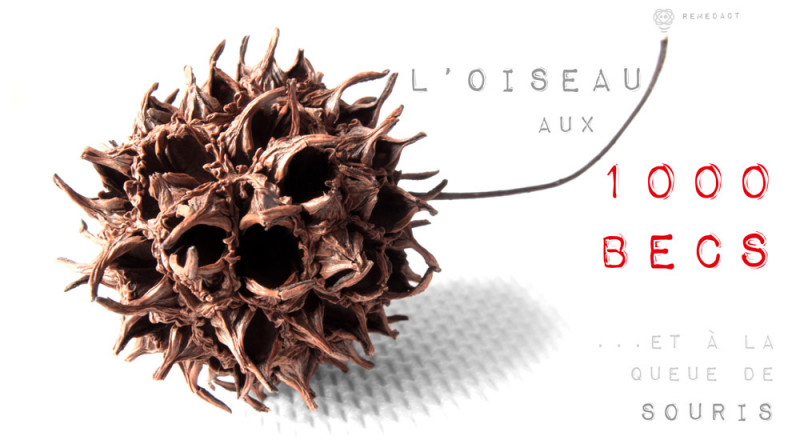 L'oiseau aux 1000 becs