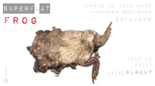 SuperF(l)at frog