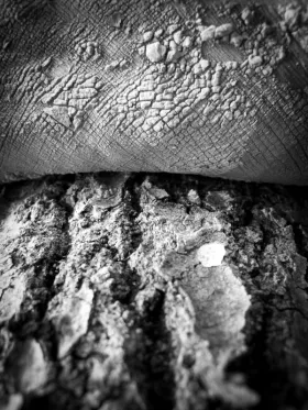 Photographie macro de pieds nus lors de barfooting en forêt humide