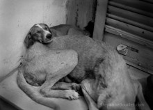 Chien Inde