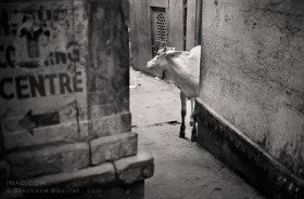 Vache dans une rue | Varanasi Inde