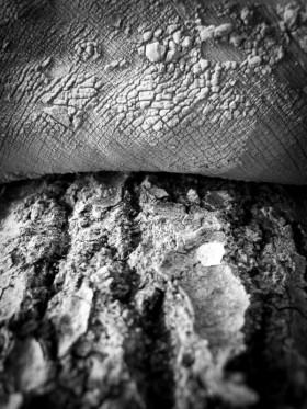 Photographie macro de pieds nus lors de barfooting en forêt humide