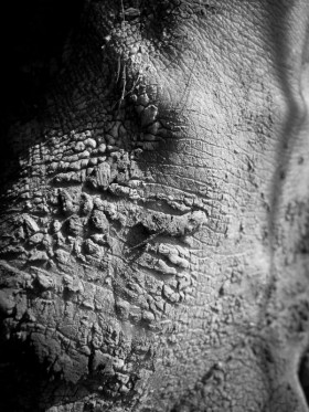 Photographie macro de pieds nus lors de barfooting en forêt humide