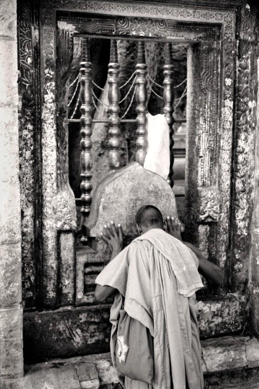 Paradoxal boddhi tree