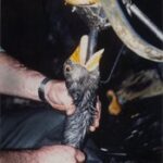 Gavage pour foie gras