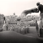 Récolte blé Punjab | Inde