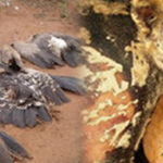 Stopwildlifepoisoning