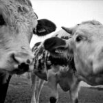 Vache montbeliarde