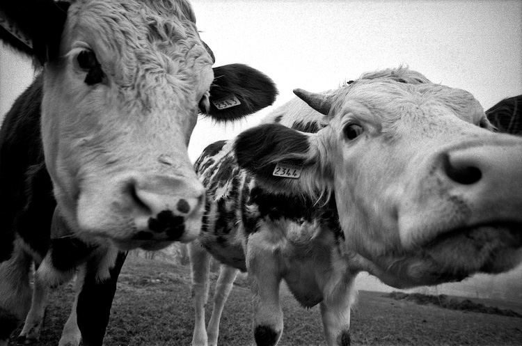 Monstres à poil
