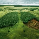 Poumon et forêt du WWF