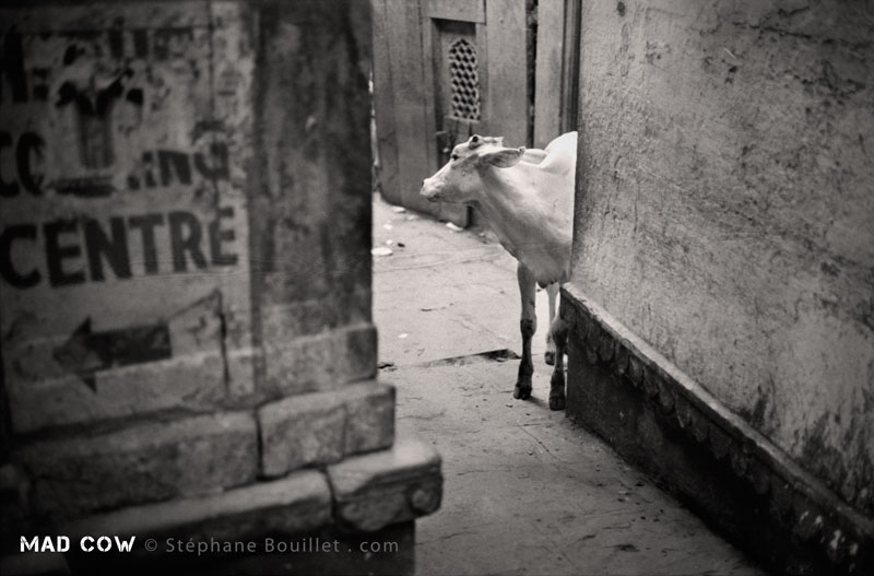 Vache varanasi mad cow stephane bouillet