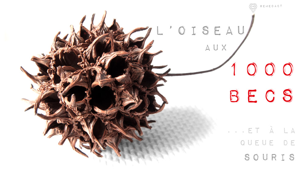 L&rsquo;oiseau aux 1000 becs