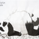 J329 /// LA MÉDITATION DU PANDA