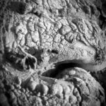 Photographie macro d'orteils de pieds nus lors de barfooting en forêt humide