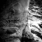 Photographie macro de pieds nus lors de barfooting dans la boue