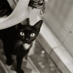 Chat noir