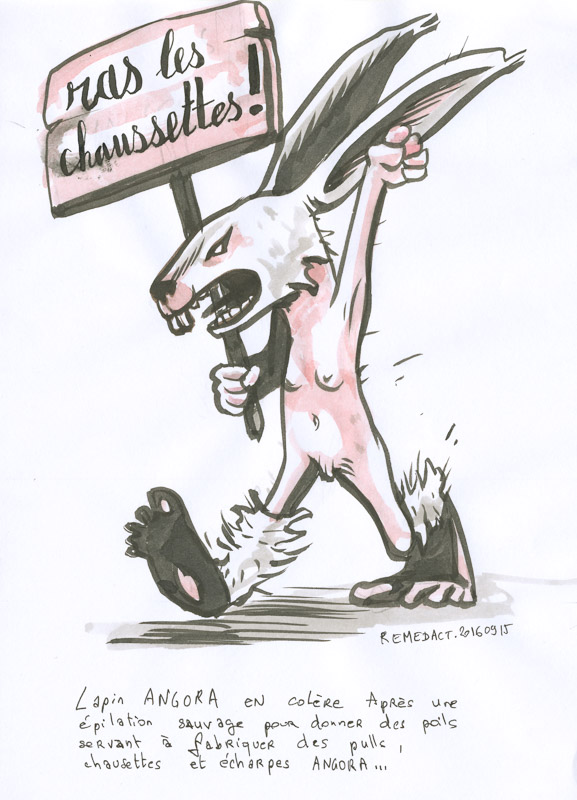 Lapin Angora: Ras les chausettes