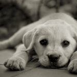 Chien petit